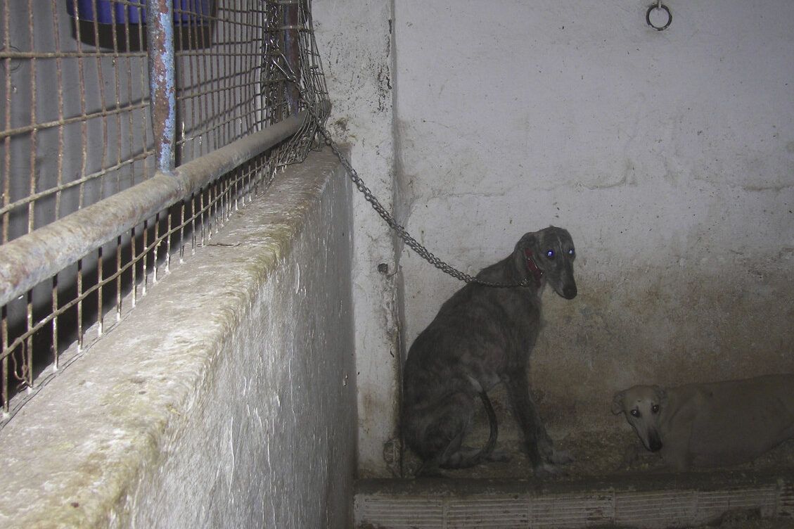 Ley 7/2023 de Protección de los Derechos y el Bienestar de los Animales